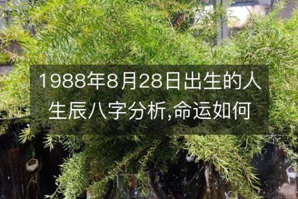 生辰八字的奥秘解析与命运运势分析