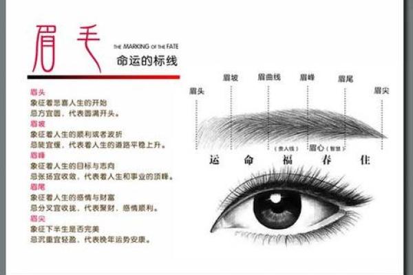 面相眉毛全解析：每种眉型的性格与运势揭秘