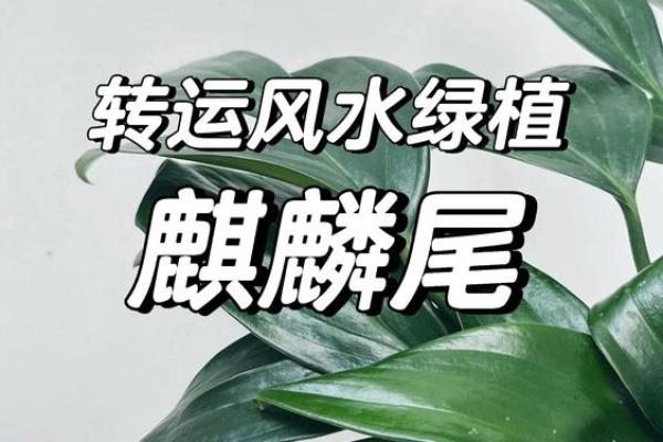 如何选择生意招财风水用品提升财运